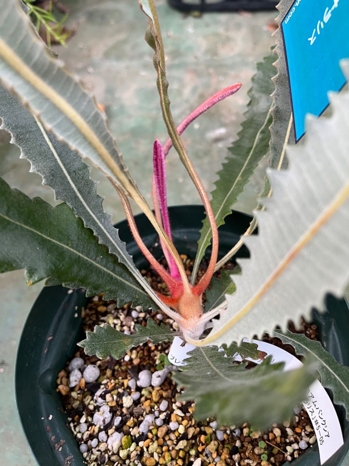 バンクシア・ペティオラリス5号 - メルカリ