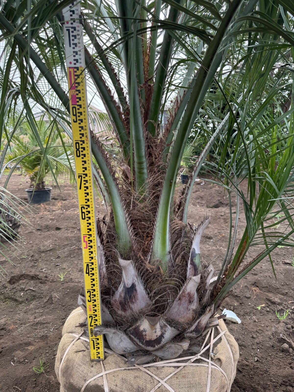 極太幹】3.2m ココスヤシ 子株付き - メルカリ