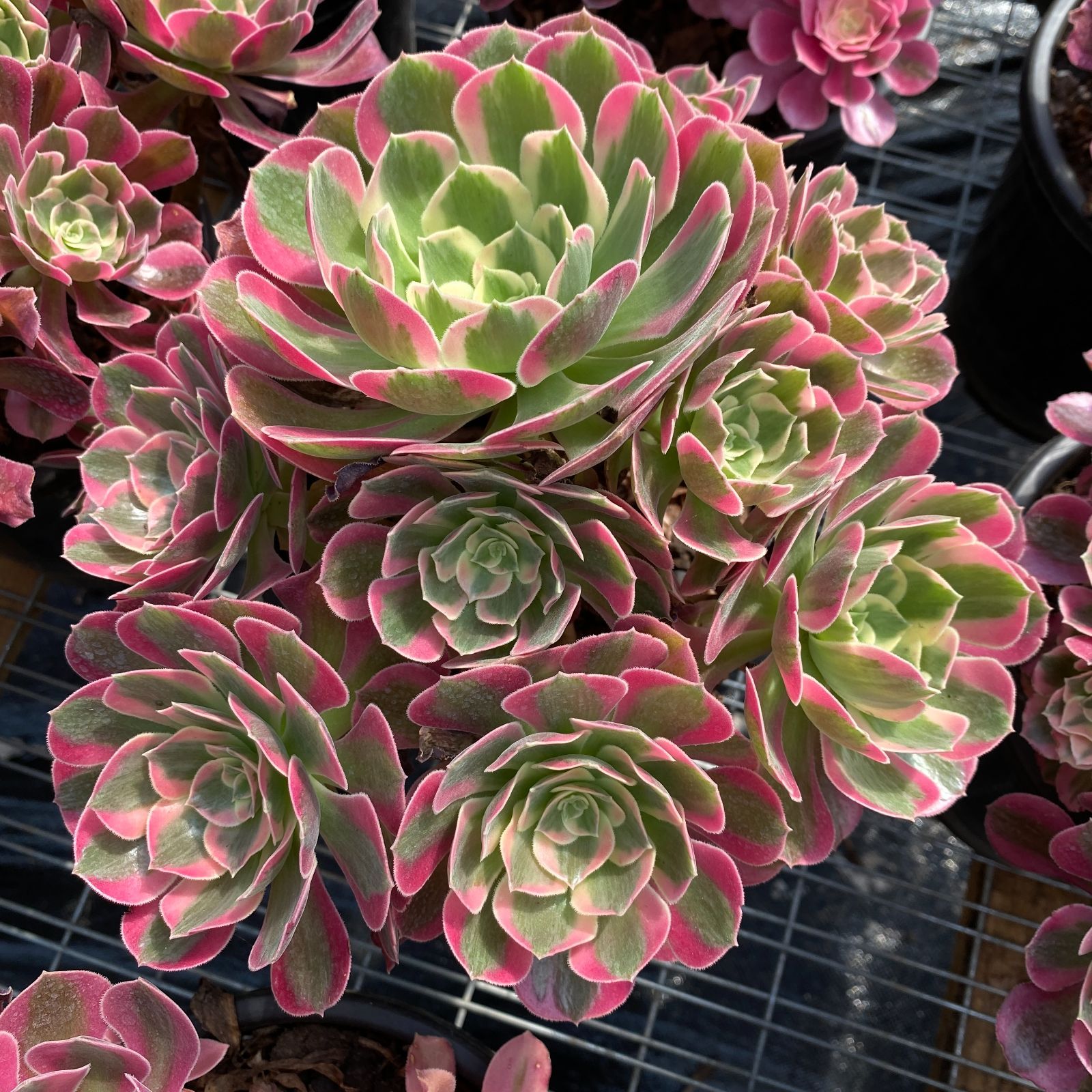 AAA 新入荷 ジョヨウ アエオニウム ZM1506×16鉢 抜き苗 多肉植物