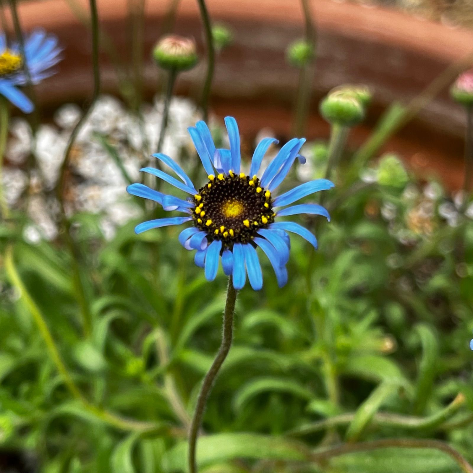 キングフィッシャーデイジー キングフィッシャーデージー 種 20粒