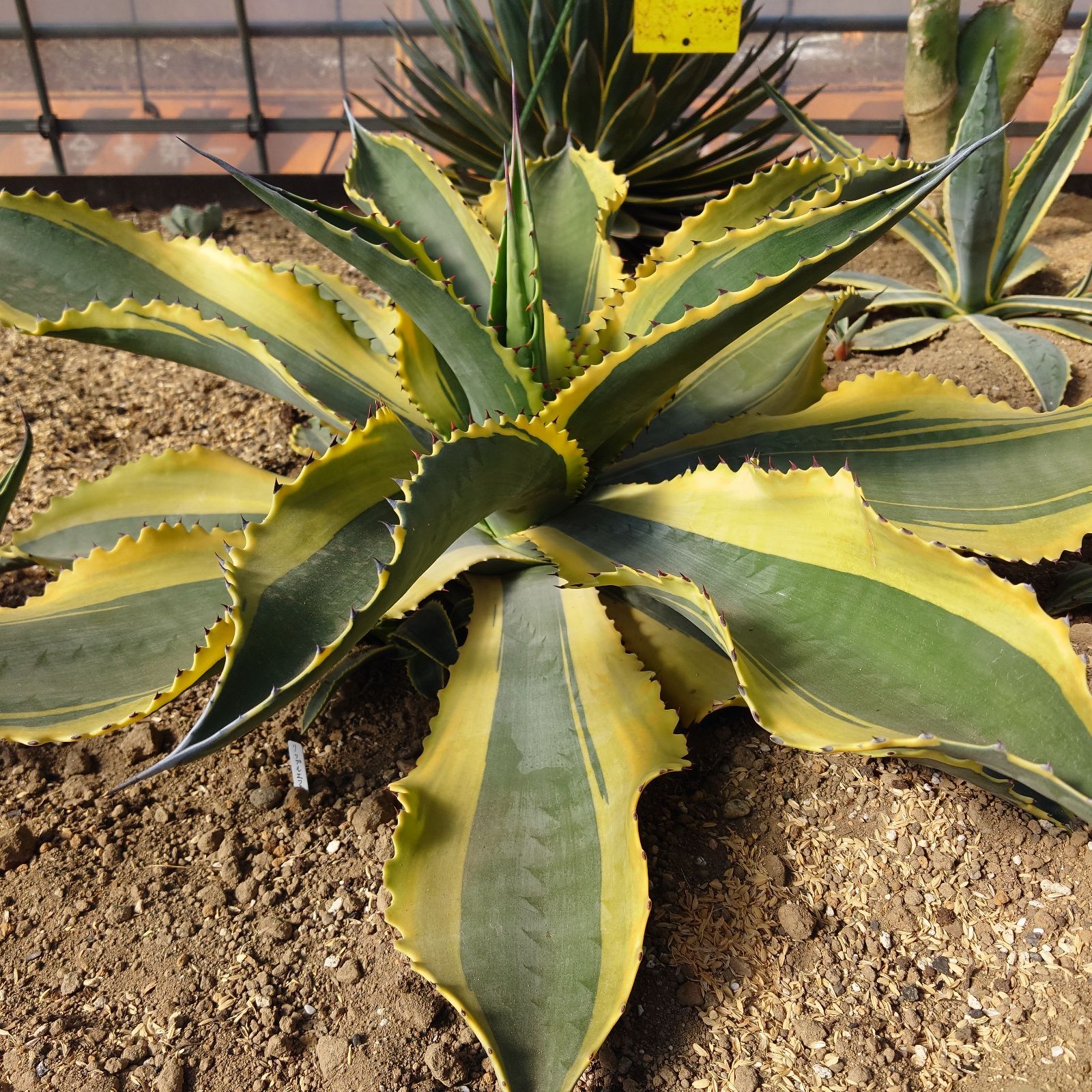 アガベ リップルエフェクト 超大株 直径80㎝ - メルカリ