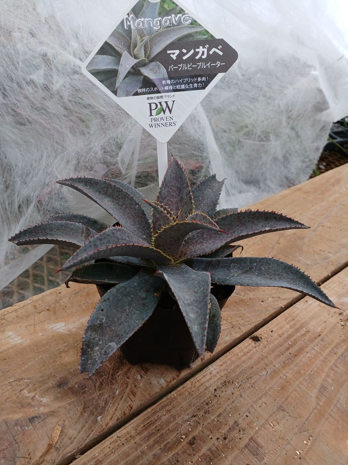 マンガベ パープルピープルイーター - メルカリ