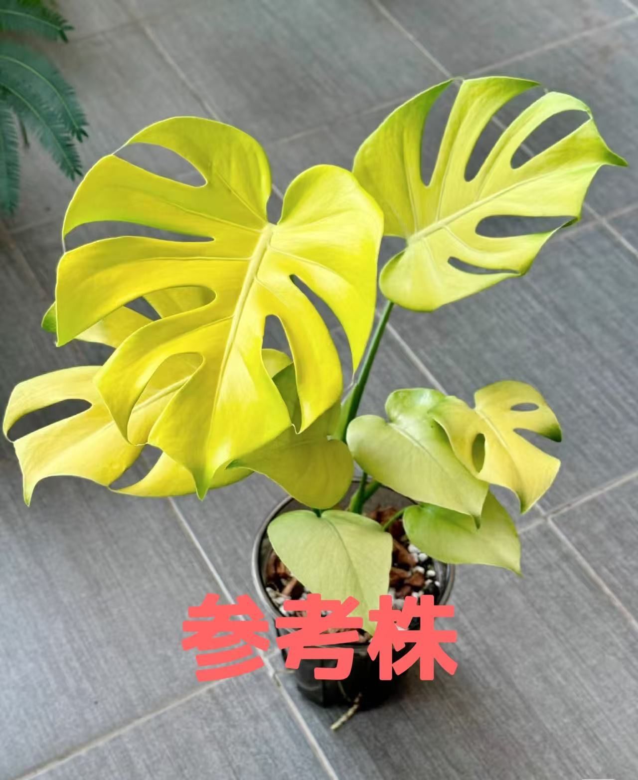 モンステラ デリシオーサ Monstera deliciosa 'Gold Monster' 新種