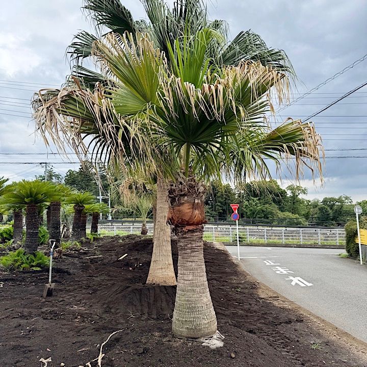 ビロウヤシ - メルカリ