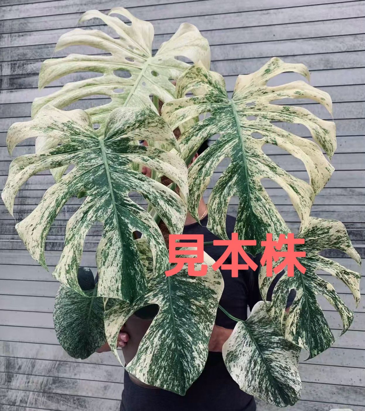 モンステラ デリシオーサ ホワイトモンスター 天津蘭 斑入りp - メルカリ