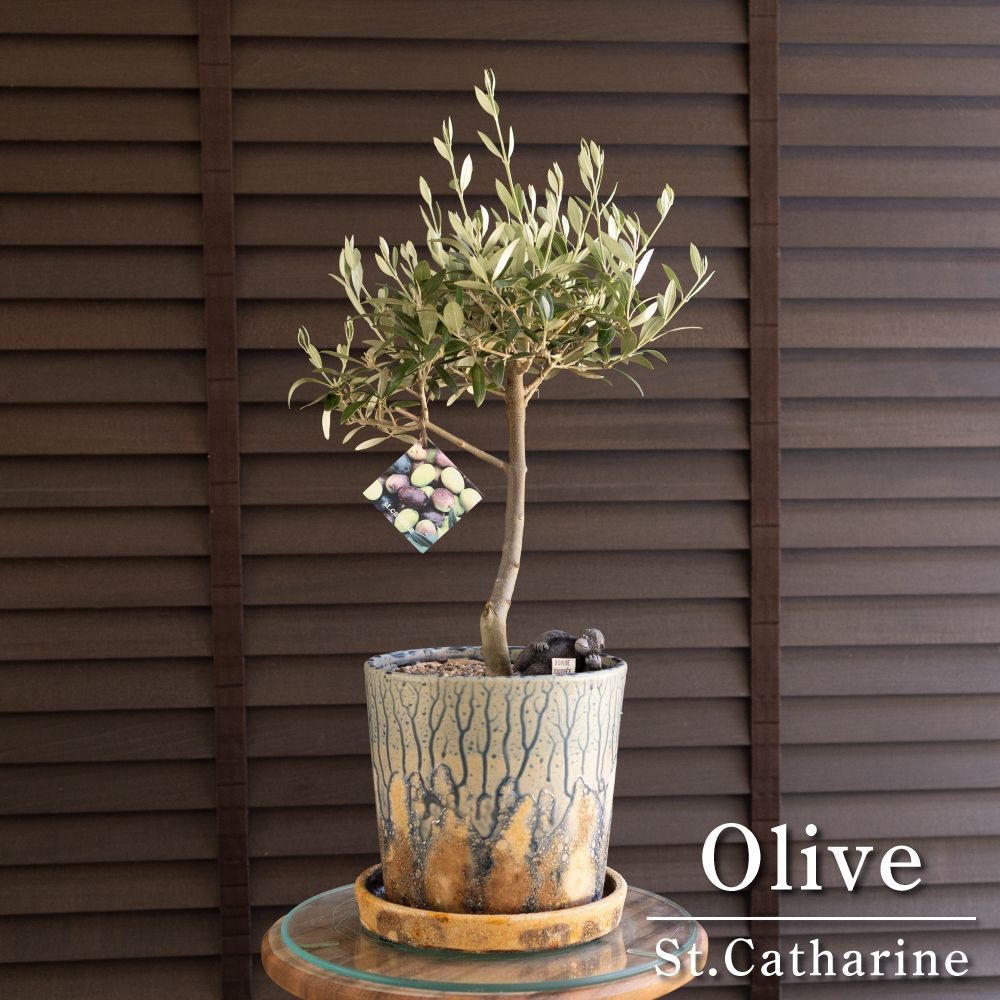 創樹 オリーブ Olive セントキャサリン 6号 陶器鉢 盆栽 SOUJU St