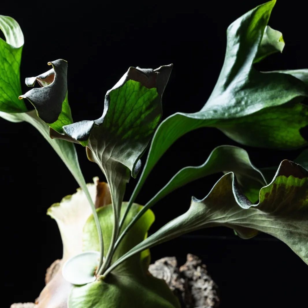 P. hillii 'Sattahip' サッタヒップ サタヒップ ビカクシダ 胞子 pd8s