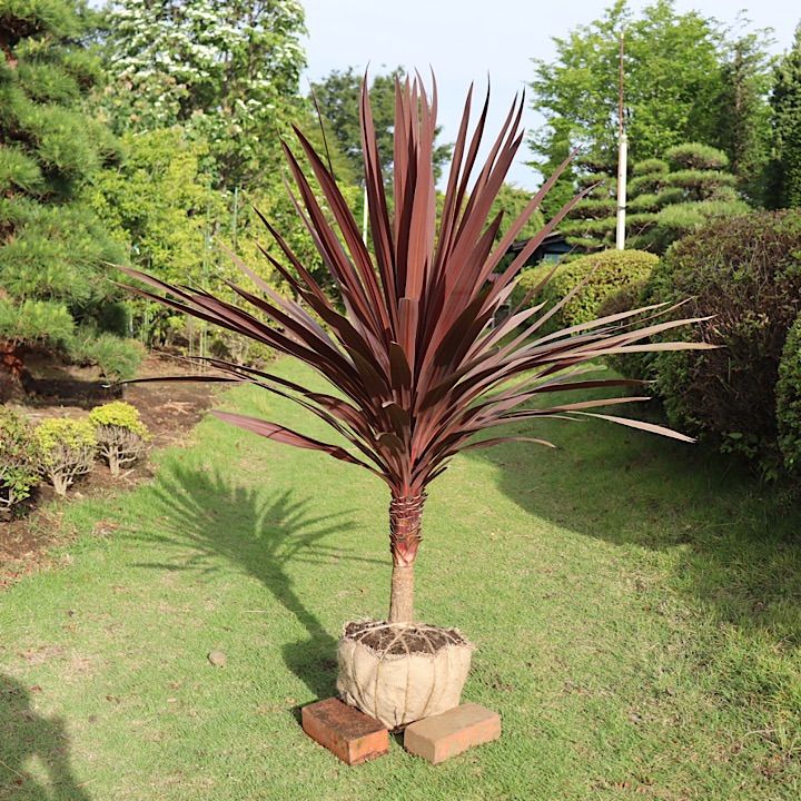 コルジリネ レッドスター 赤ドラセナ - メルカリ