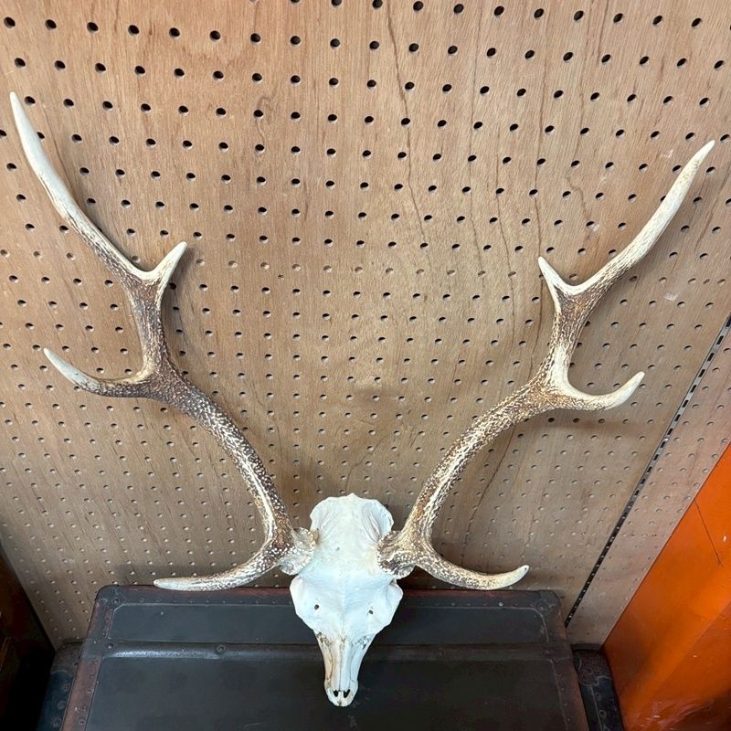 鹿の角 頭付き 全長約65cm 壁掛け ウォールデコレーション