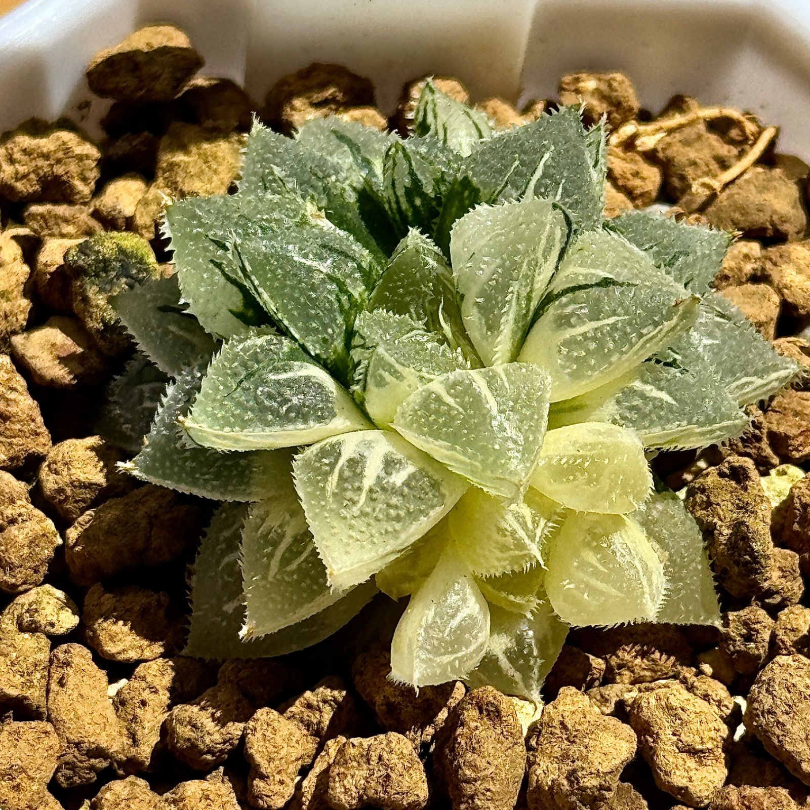 多肉植物 観葉植物 ハオルチア ハオルシア 新氷砂糖錦群生 極上斑