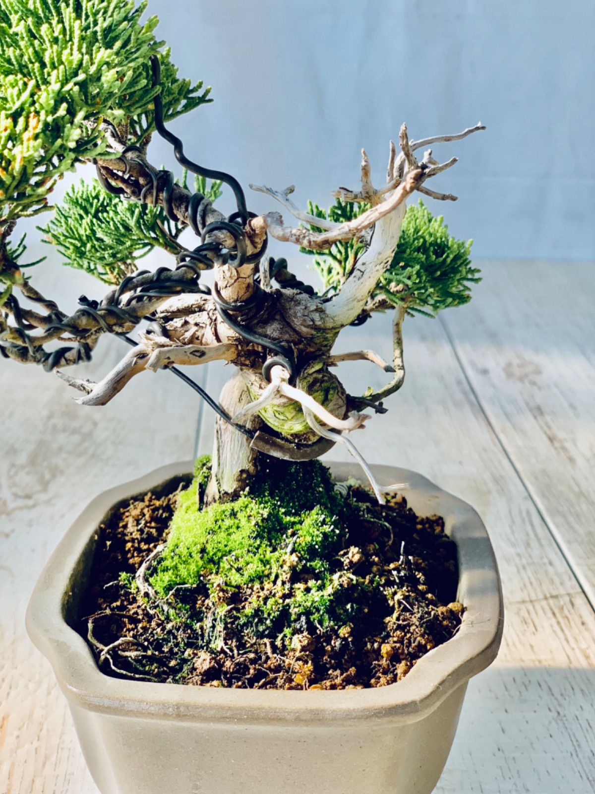 真柏 小品盆栽 ミニ盆栽 しんぱく - メルカリ