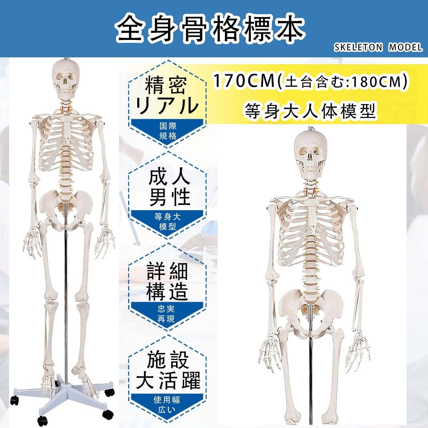骨模型 全身 等身大 人体模型 170cm 骨格模型 高精度 神経根有り 全身