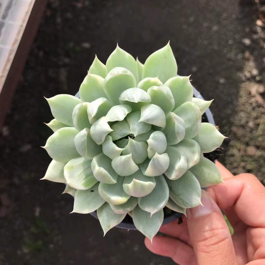 真那賀〉1．4グラム 聞香 香木 沈香 香道 奇南 伽南 沉香 志野流