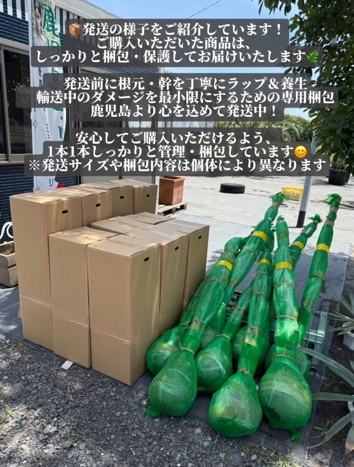 お庭がリゾートに🌴ココスヤシ【幹太60cm／葉先160cm】シルバーリーフ