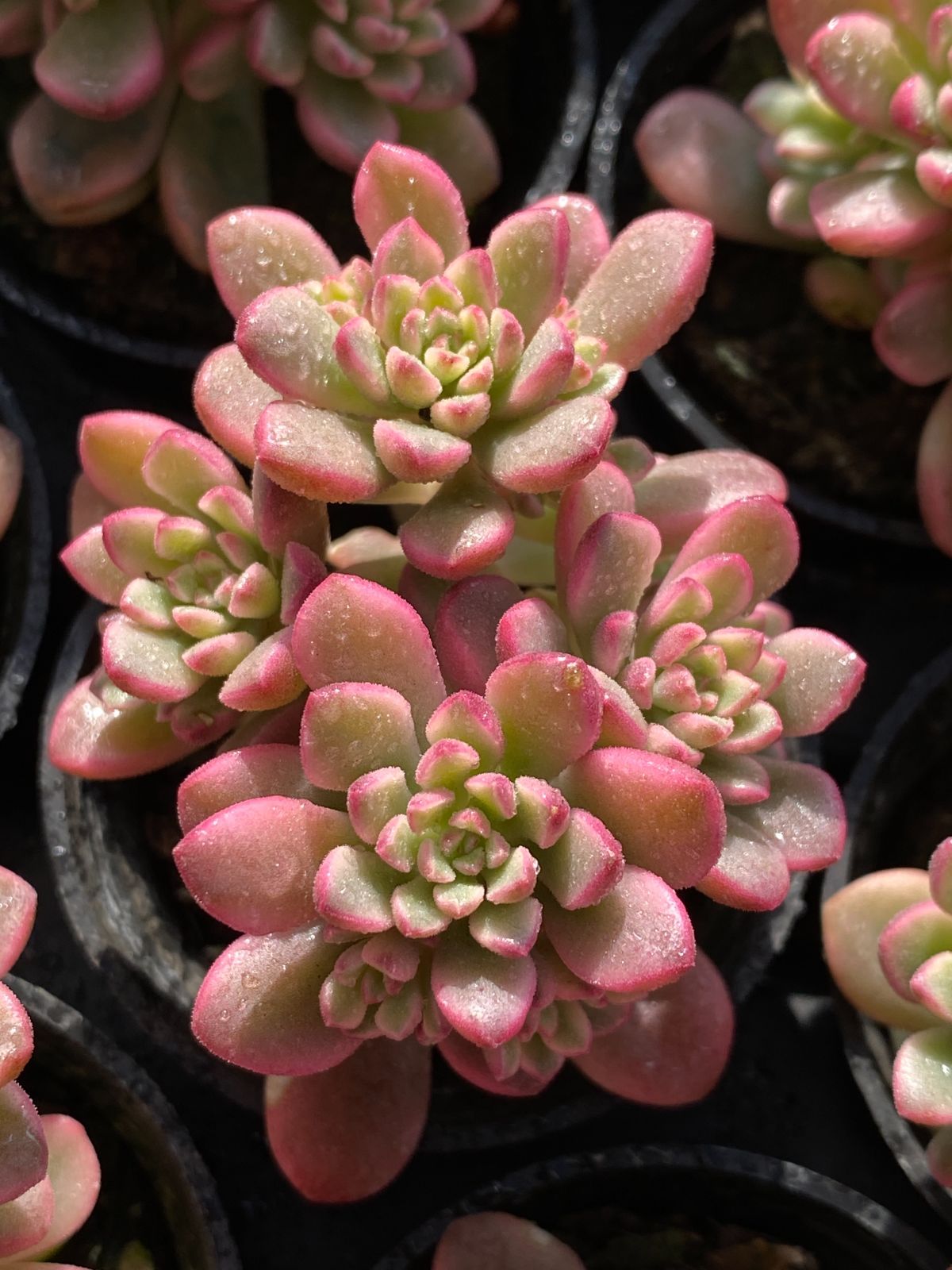 限定年末セール タロック錦 ZZ145×54苗 土鉢付き 多肉植物