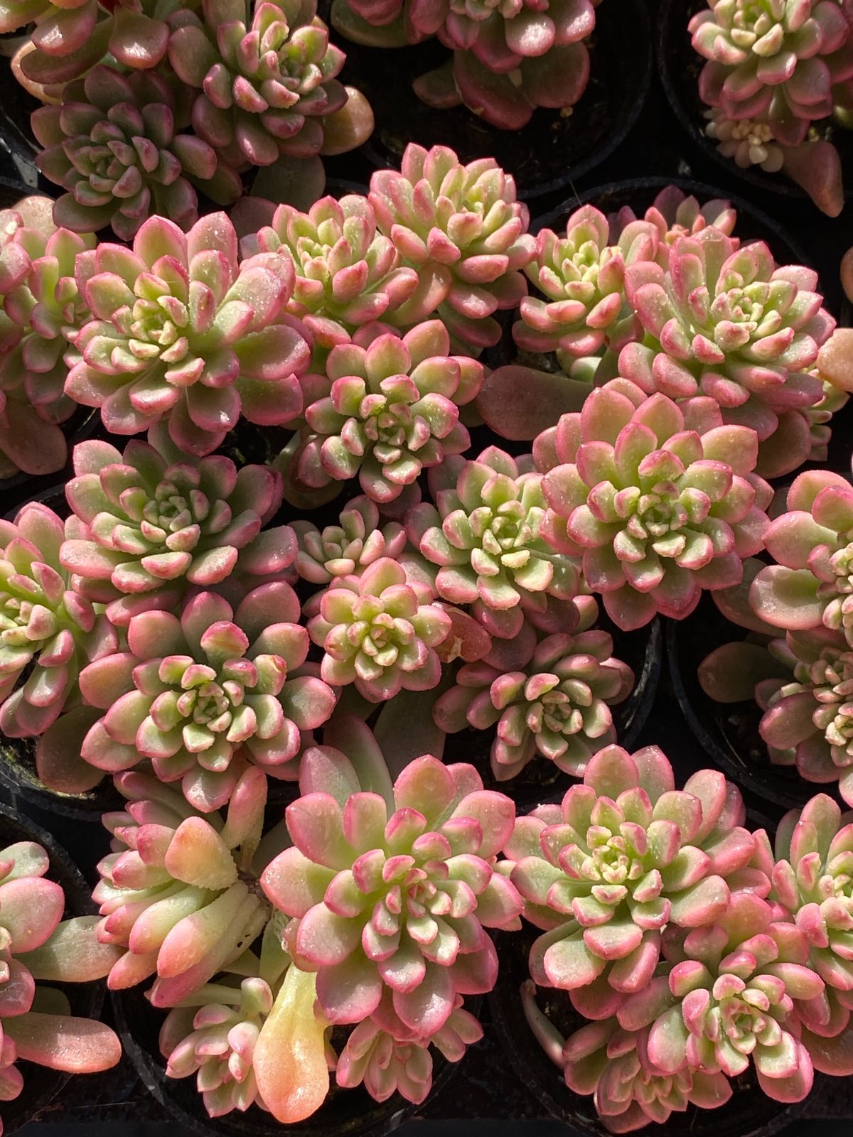 限定年末セール タロック錦 ZZ145×54苗 土鉢付き 多肉植物