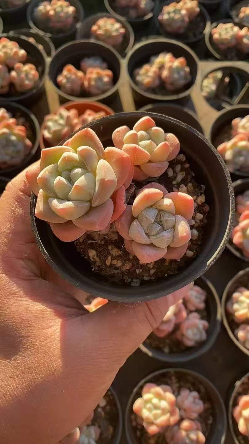 お買い得品 【コンプリートに】向山洋一全集 第3期 全14巻セット TOSS