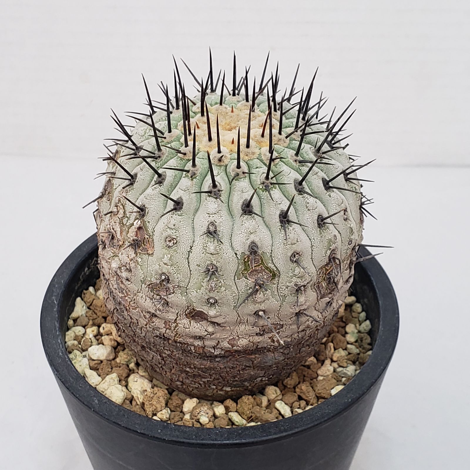 コピアポア シネレア コルムナアルバ 山木 現地球B コピアポア