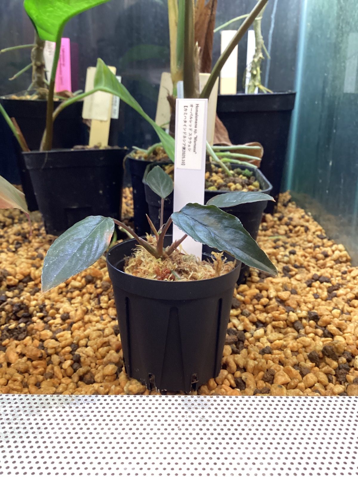 Homalomena sp. “Manase” オーバルレッド スラウェシ カミハタ - メルカリ