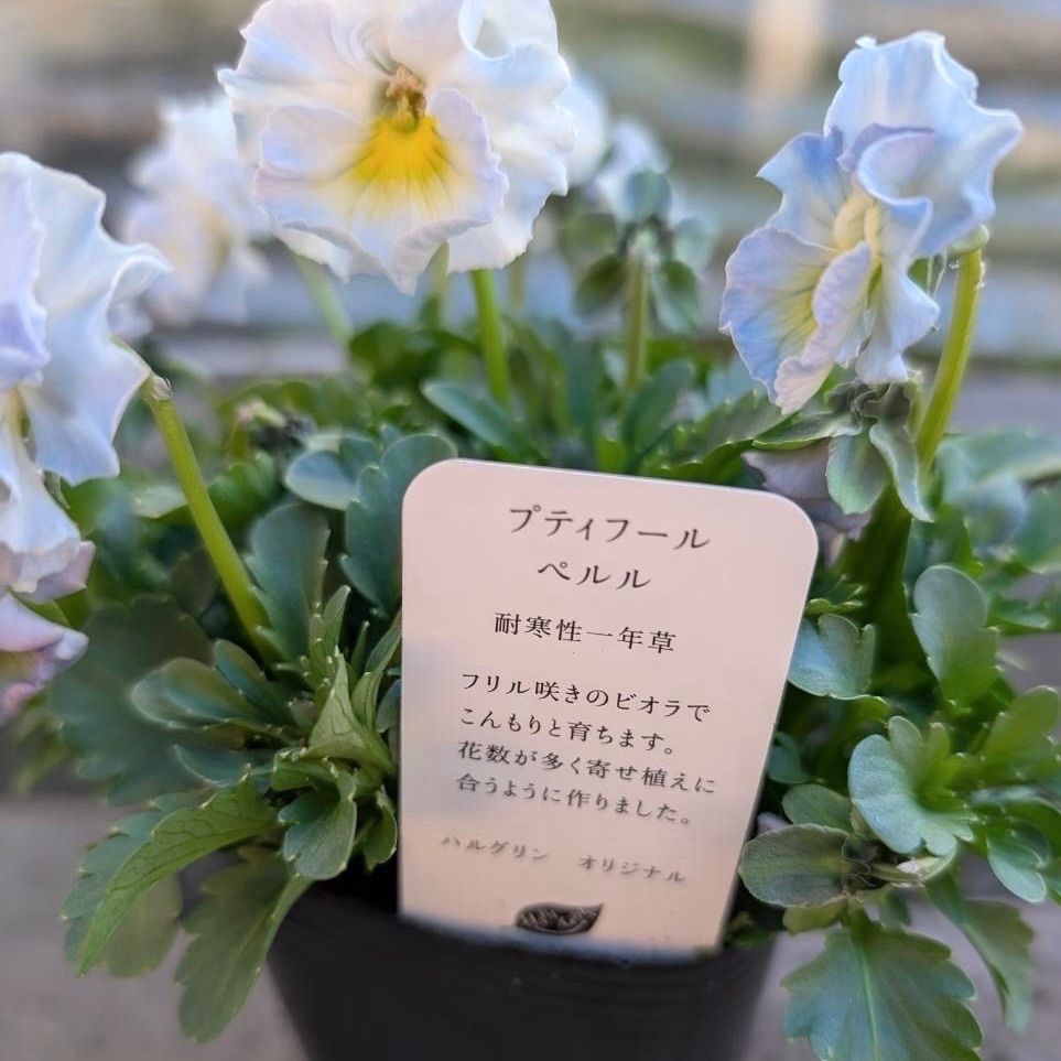 プティフール ビオラ ペルル ハルグリン 花 苗 送料込み - メルカリ