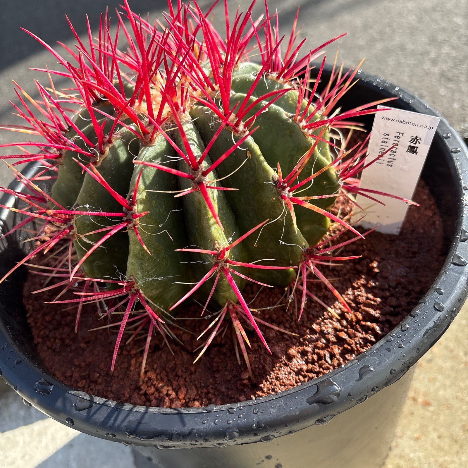 厳選株 フェロカクタス 赤鳳 8号 本物 ロックガーデン - メルカリ