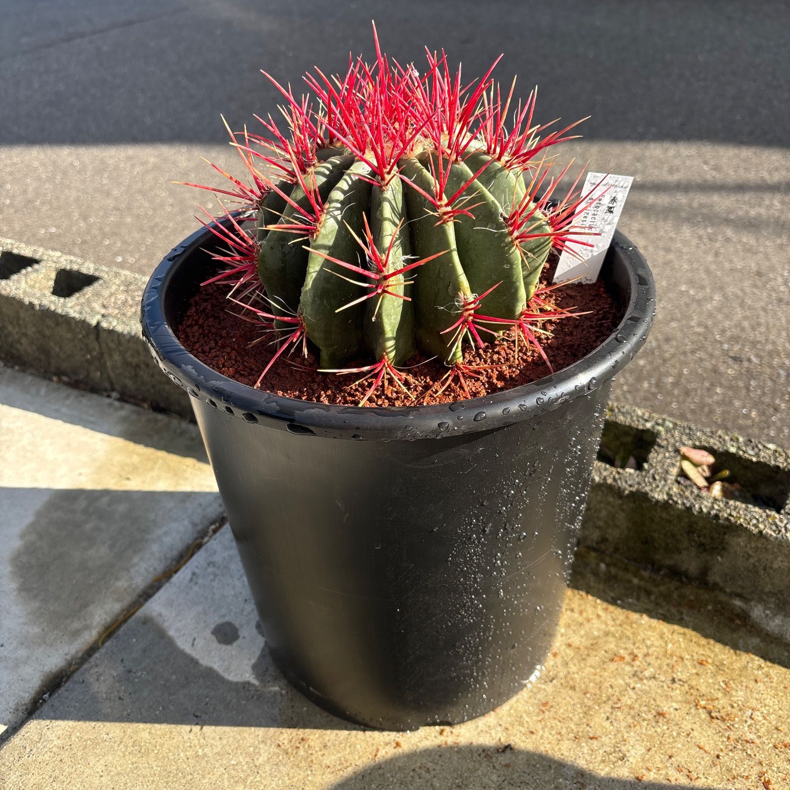 厳選株 フェロカクタス 赤鳳 8号 本物 ロックガーデン - メルカリ