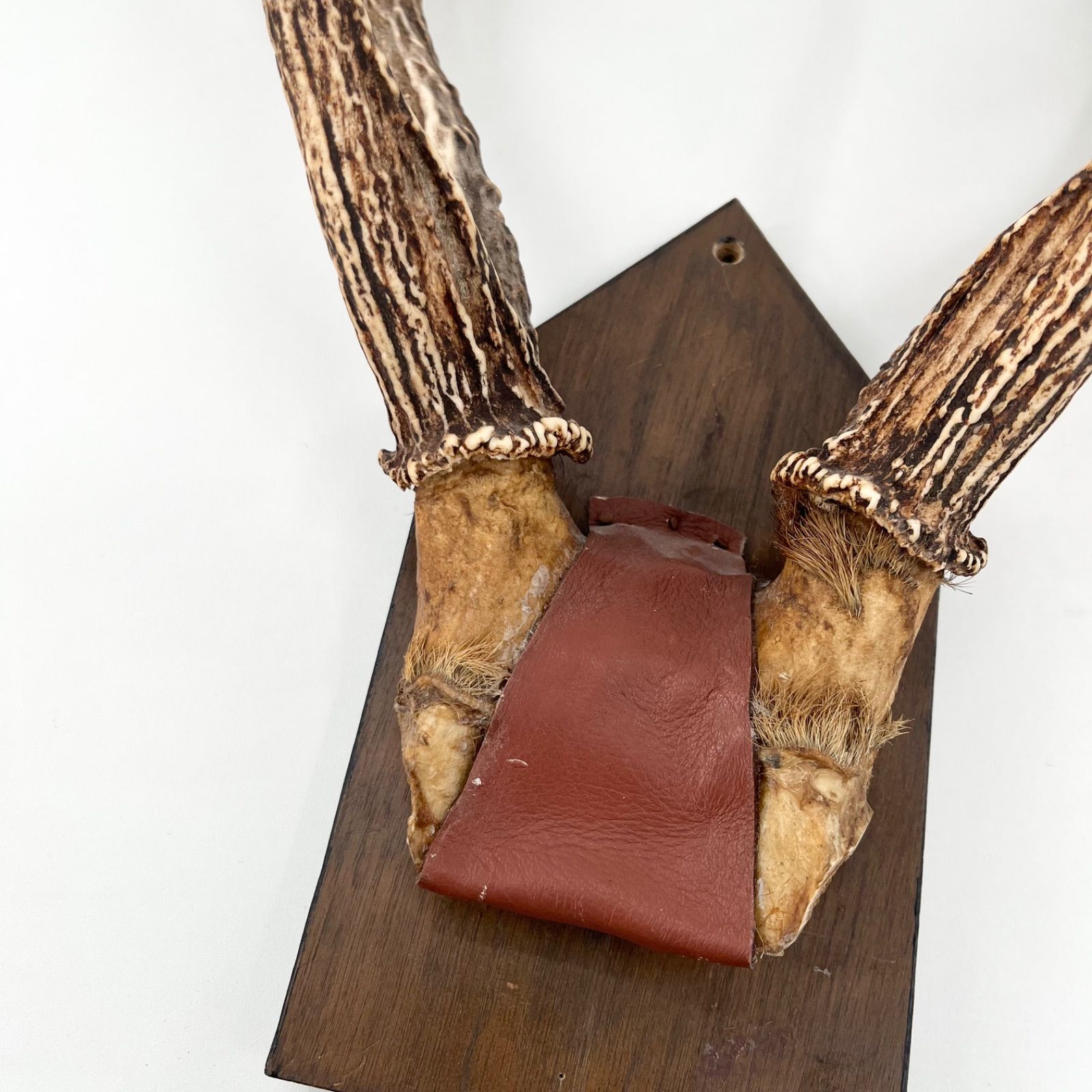 鹿角 ツノ 壁掛け 本物 実物 天然 鹿の角 ハンティングトロフィー 剥製