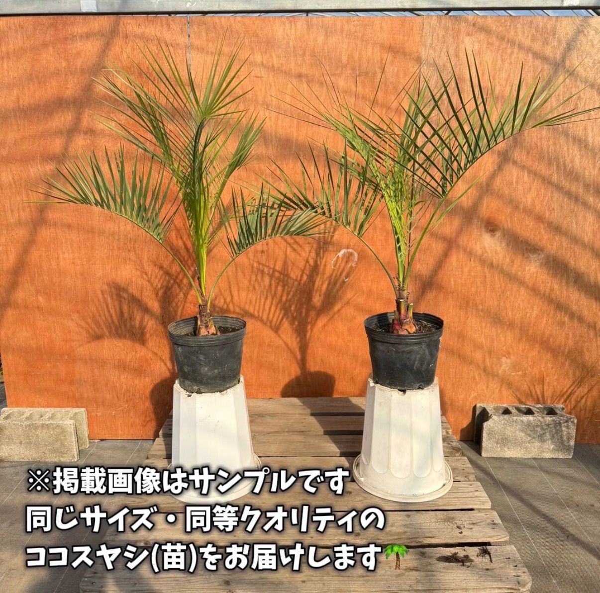 初心者OK】ココスヤシ2本セット｜すぐ庭に映えるサイズ・ポット入り