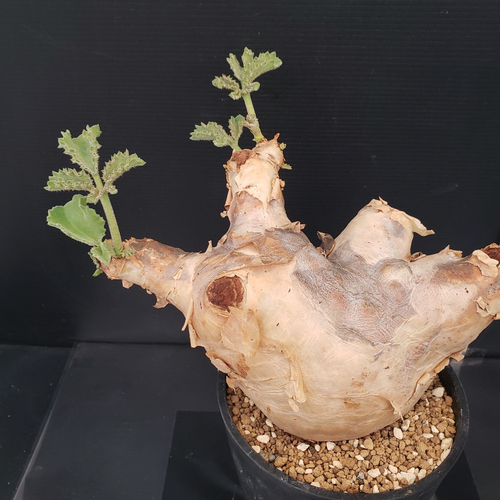 キフォステンマ・マクロプス現地球(特大株) 14【現地発根株/大】低