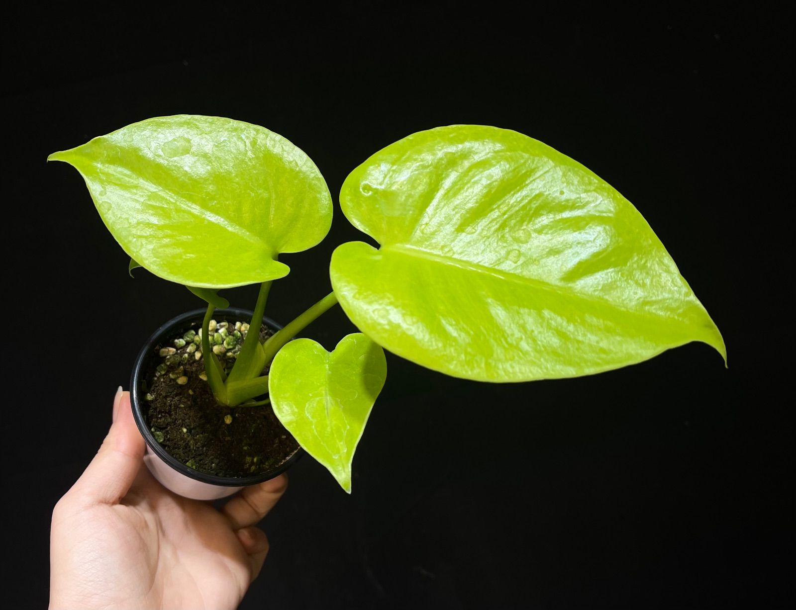 Monstera Deliciosa Super Golden モンステラ デリシオーサ黄金葉