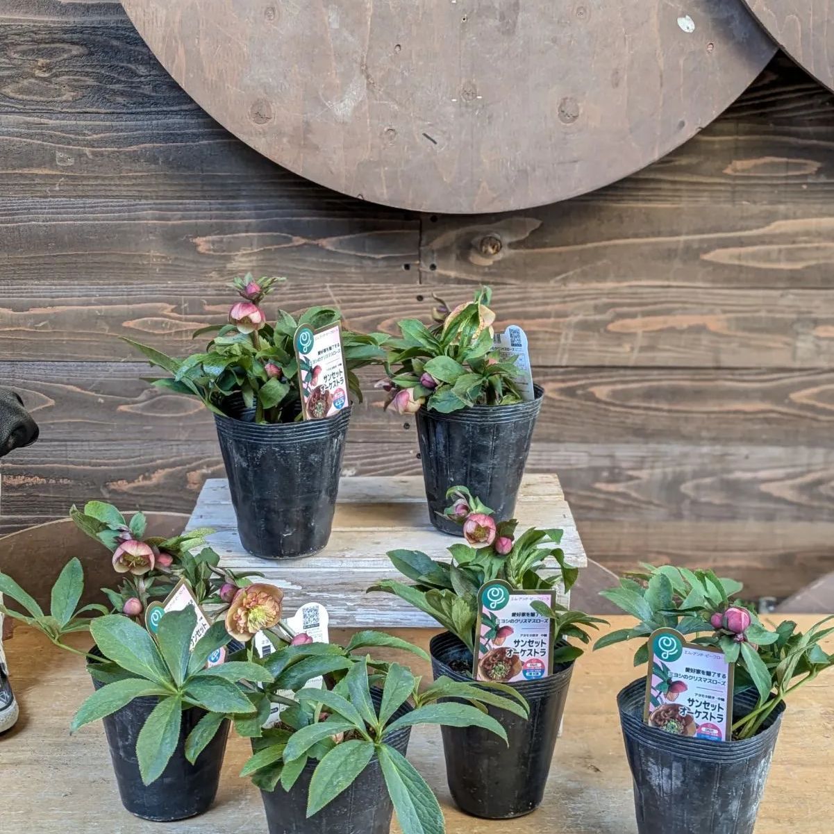 クリスマスローズ サンセットオーケストラ【 1POT販売おまかせ特価