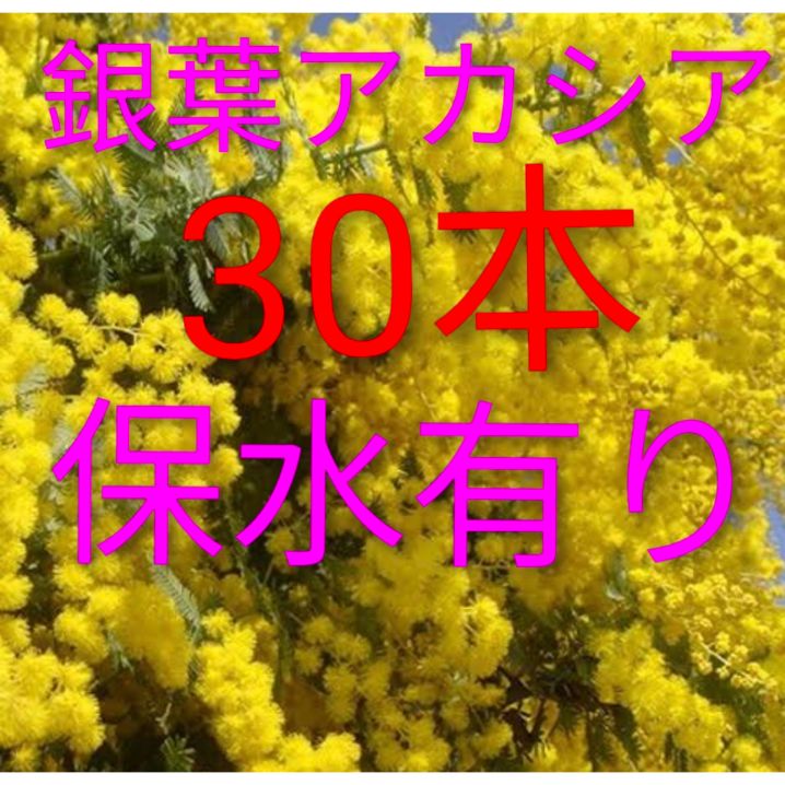 2026年ミモザアカシア 銀葉アカシア30本保水有り 追加1本100円 30