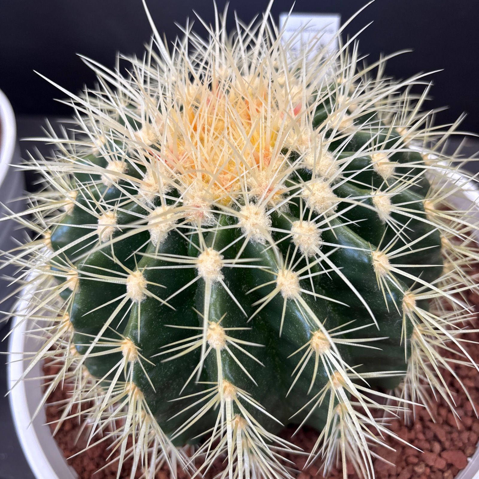 金鯱 キンシャチサボテン 7号寸 ロックガーデン - メルカリ