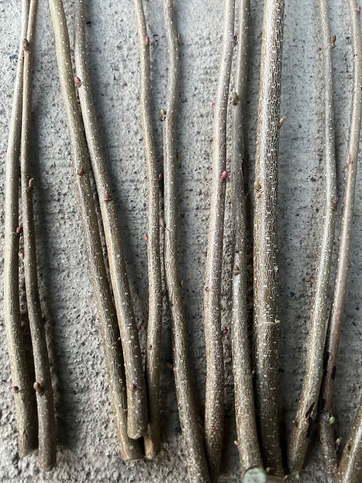 無農薬】ヘーゼルナッツ 穂木挿し木用☆15本以上 - メルカリ