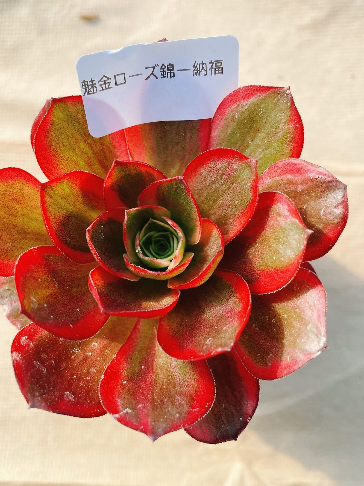 あ4 魅金ローズ錦ー納福 アエオニウム 抜き苗 多肉植物 名前付 根っこ