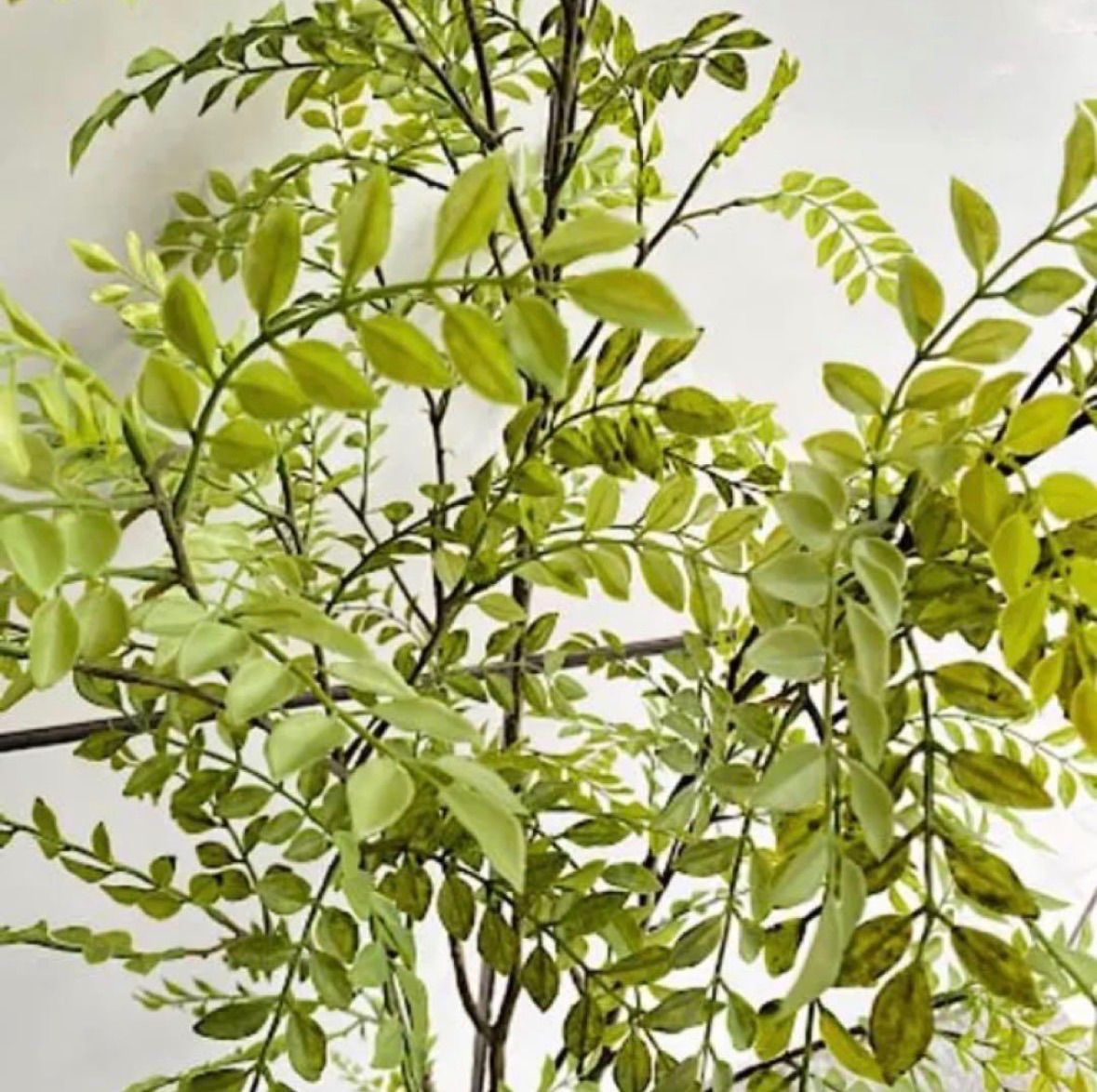 光触媒 人工観葉植物 ウォールグリーン フェイクグリーン シマトネリコ