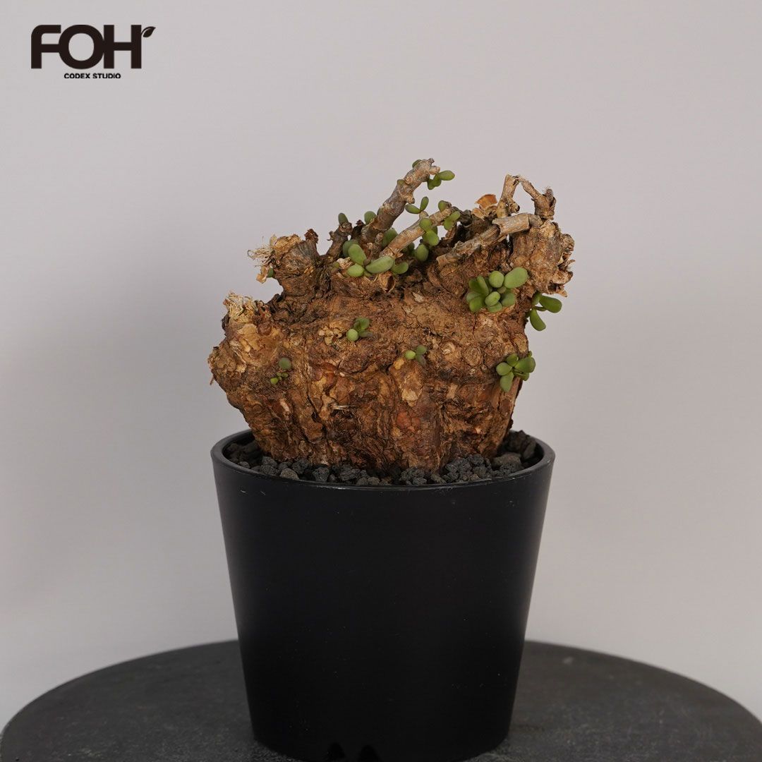 F7 ケラリア ピグマエア 発根済み 現地球 - メルカリ