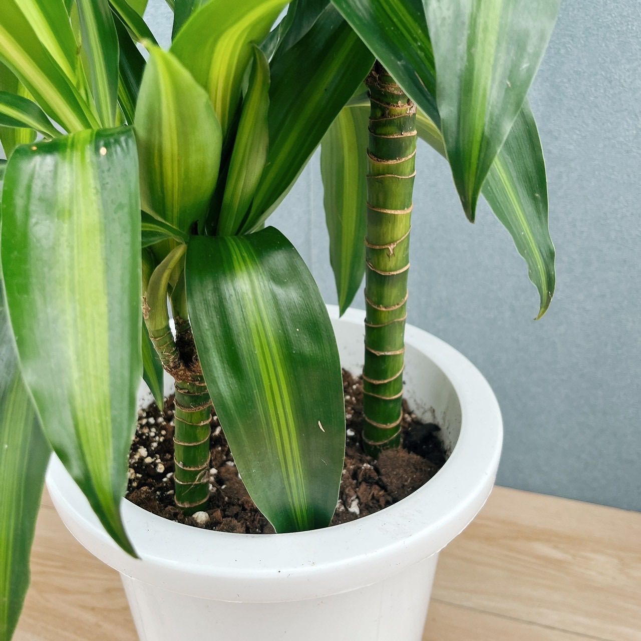 現品］【希少】1番 ドラセナ ハワイアンサンシャイン 8号 観葉植物