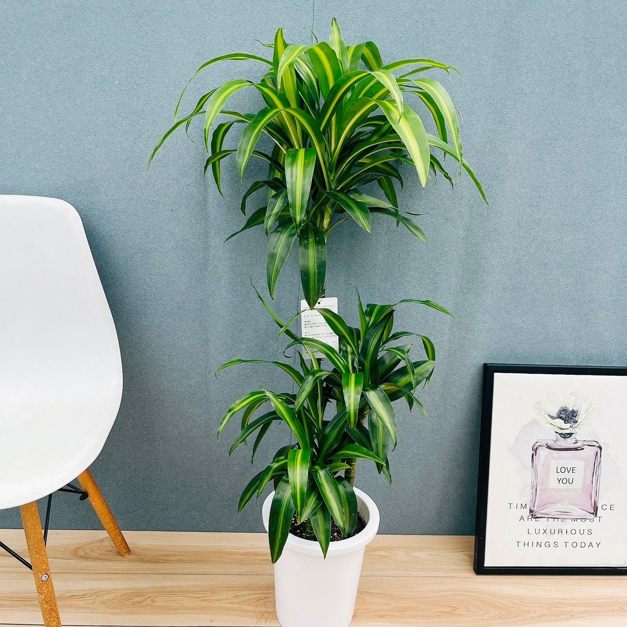 現品］【希少】1番 ドラセナ ハワイアンサンシャイン 8号 観葉植物