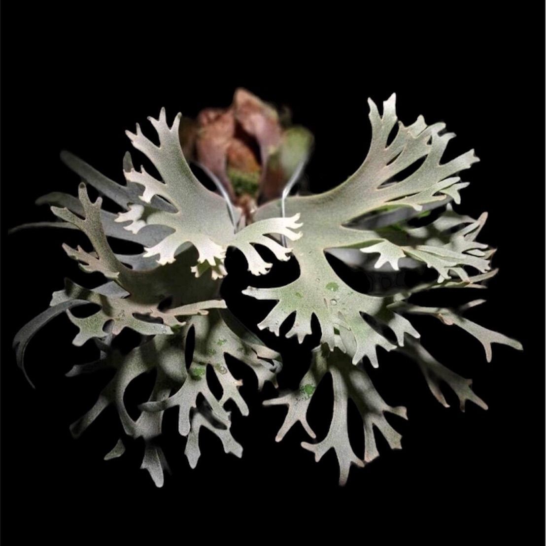 P.willinckii cv OMG 前葉体［胞子培養育成ガイド付］ - メルカリ