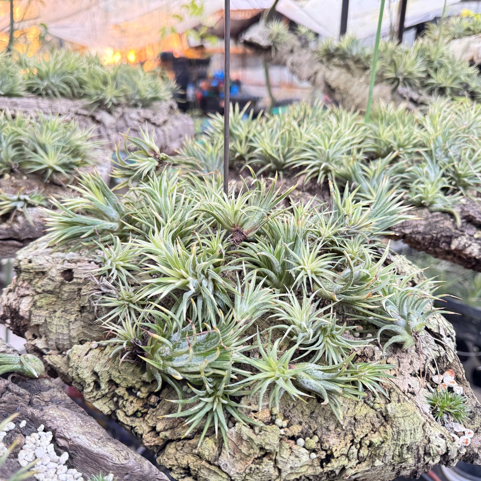 現品＊チランジア イオナンタ メディオピクタ Tillandsia ionantha