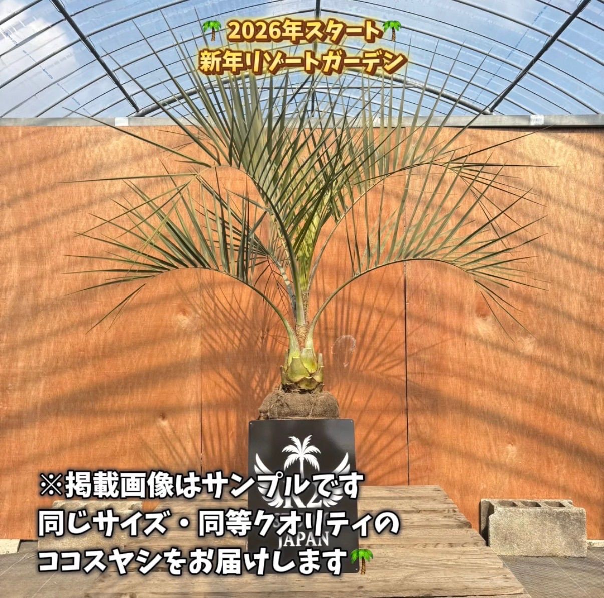 ココスヤシ シルバーリーフ 1本｜南国リゾート庭木 シンボルツリー