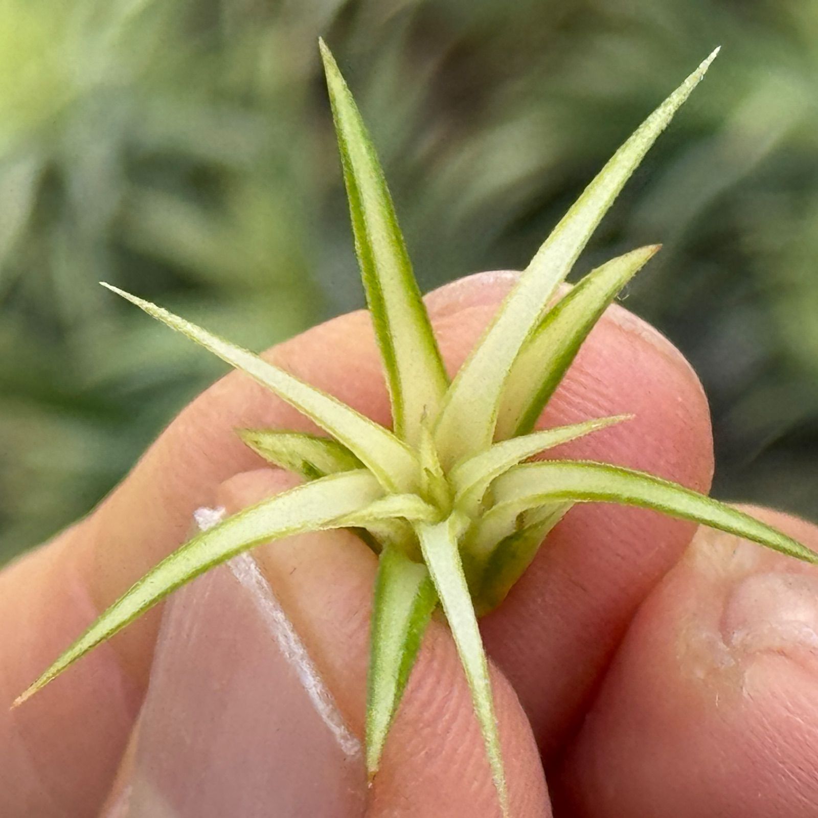 現品＊チランジア イオナンタ メディオピクタ Tillandsia ionantha