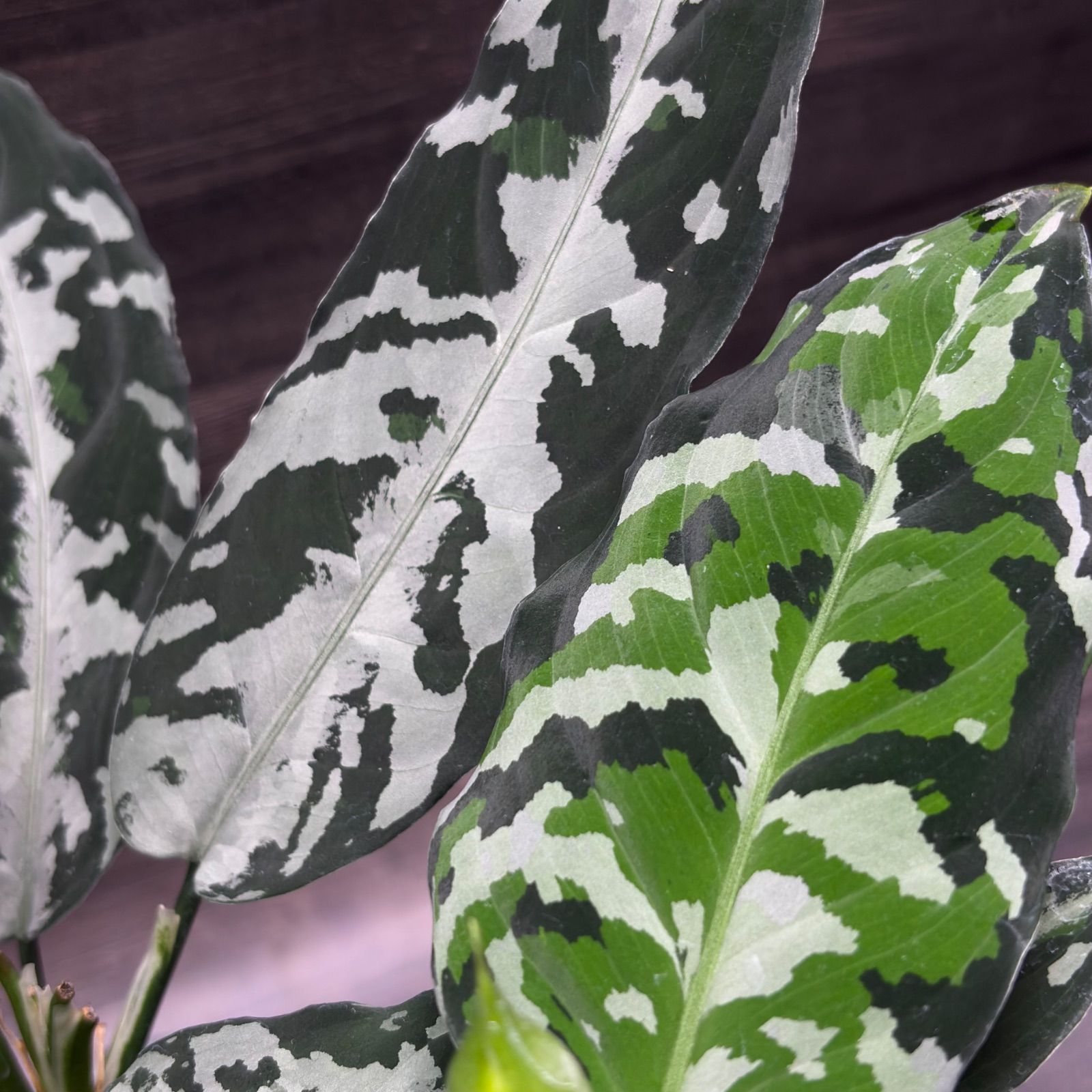 アグラオネマ ピクタム 種1粒 - メルカリ