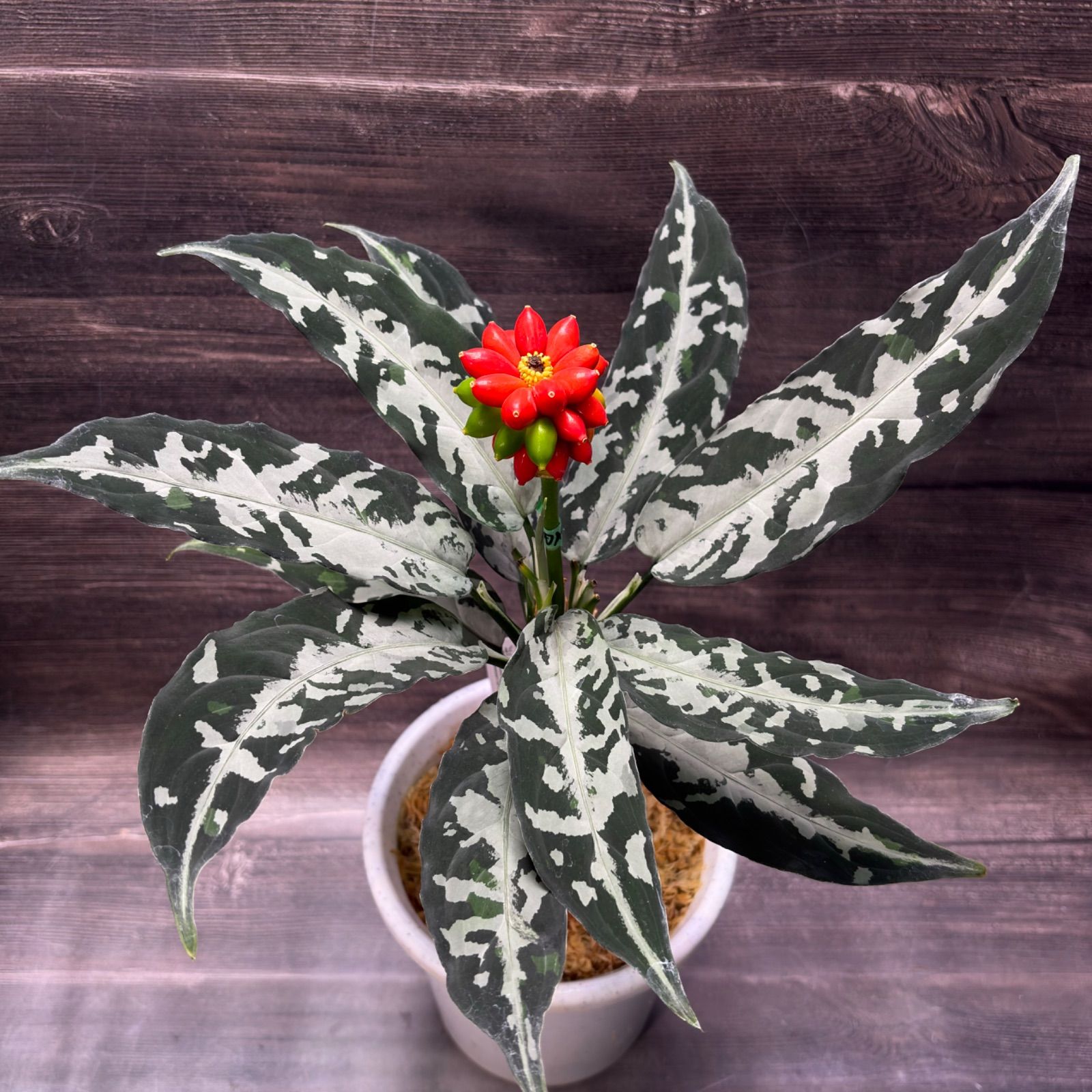 アグラオネマ ピクタム 種1粒 - メルカリ