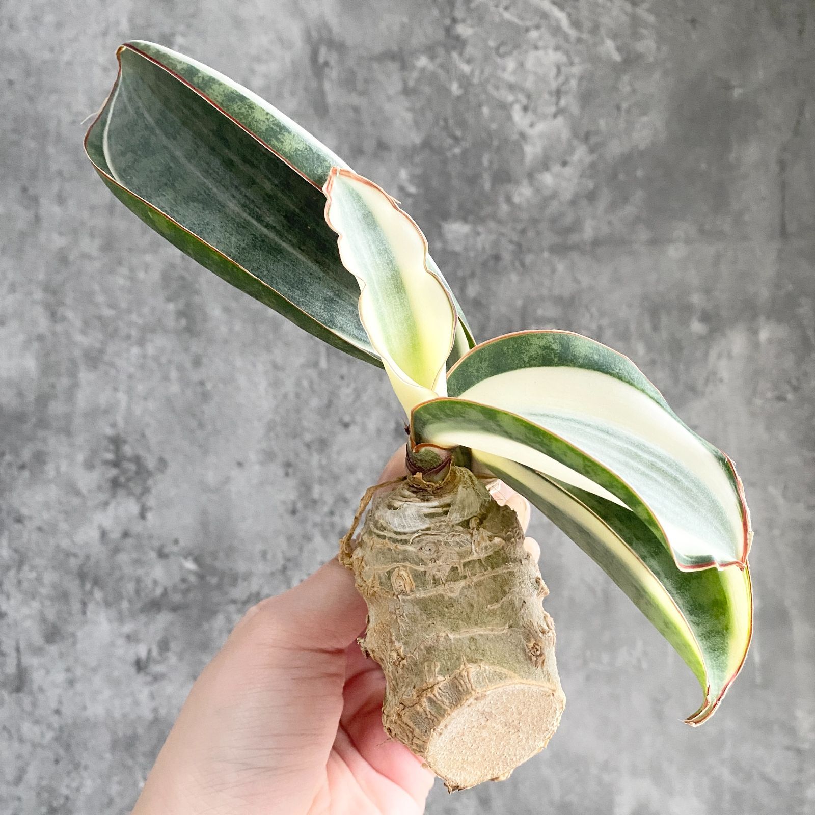 ☆S-5 超稀少 サンスベリア スノーホワイト 斑入り メルカリ発送