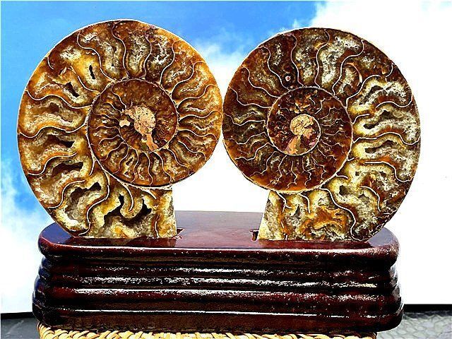 ☆貴重－アンモナイト縫合線オパール化石標本B89U3/134U61C - メルカリ