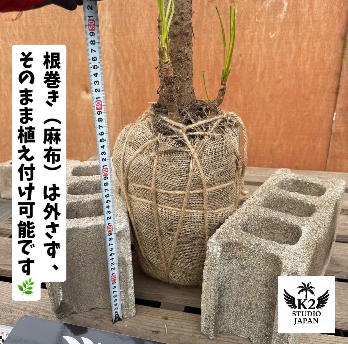 🌴高幹シルエット🌴ドラセナ・ニオイシュロラン シンボルツリー