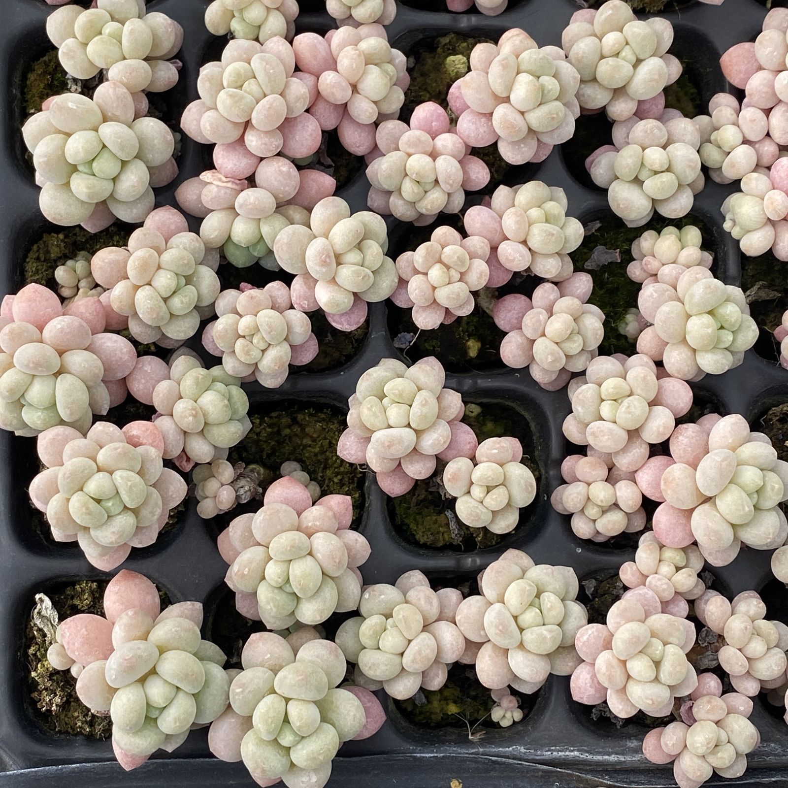 XY279×16苗 ロココ 土付き 多肉植物 アエオニウム エケベリア サボテン