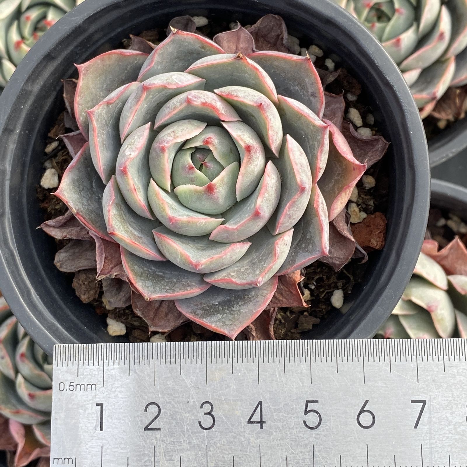 XY167×10株 ヘラ 抜き苗 多肉植物 アエオニウム エケベリア サボテン